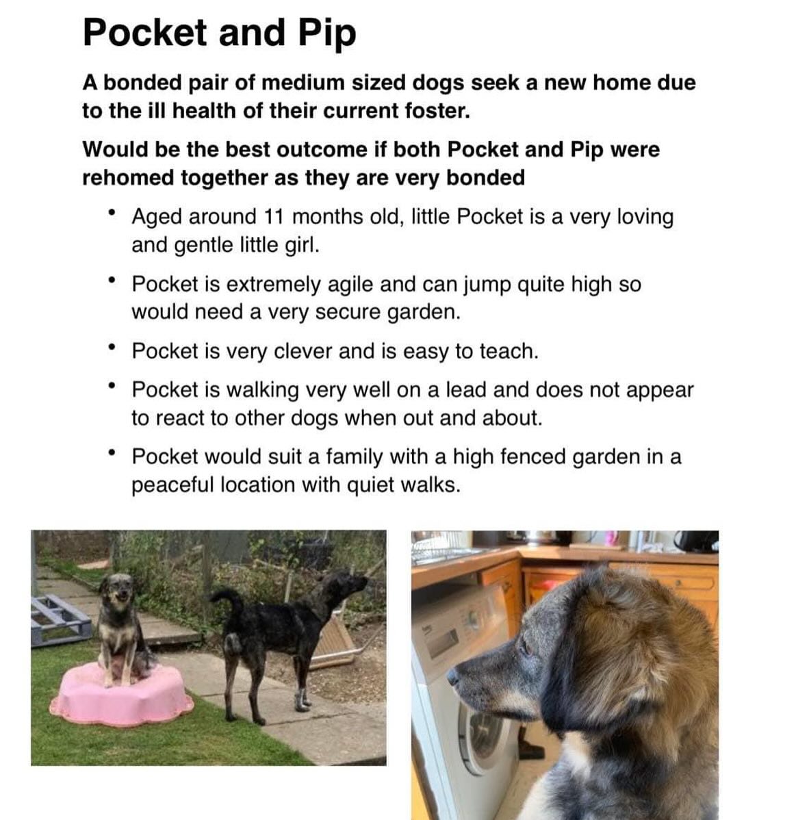 The K-9 Angels tweet media