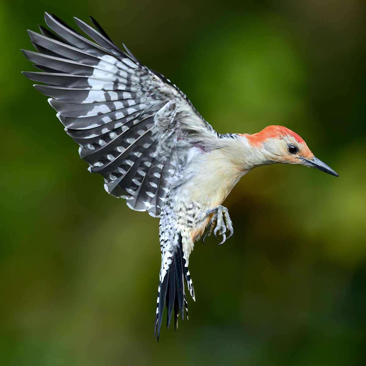 Leaping into the holiday season!✨Red-bellied woodpecker shows off her beautiful black,white and red feathers. Photographed with the <a href="/NikonUSA/">NikonUSA</a> Z 6III and 400mm f/2.8 TC lens. 
#nikonambassador #birdsinflight