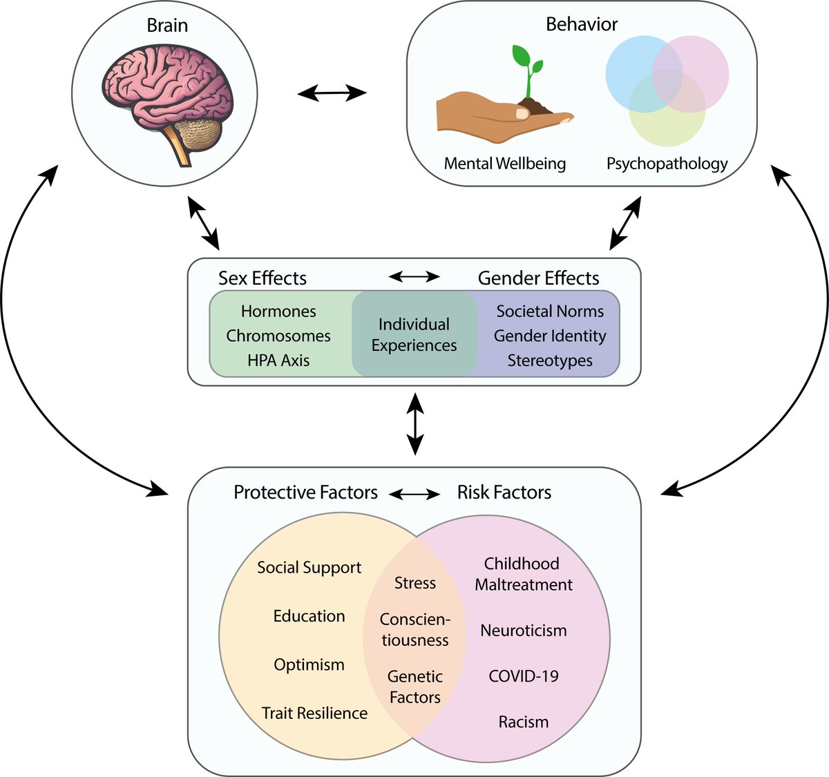 Our latest review, led by <a href="/_kabro_/">Dr. Katharina Brosch</a>  on why it's so important to consider sex and gender when studying risk and protective factors for psychiatric illnesses and their associations with brain and behavior is now out in Biology of Sex Differences! 🧠
