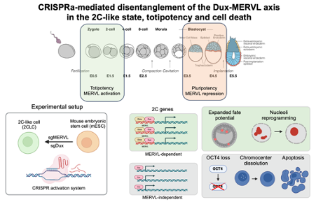 Paul Chammas (@paul_chammas) on Twitter photo Happy to share our latest #preprint showcasing the work done during my postdoc in the lab of <a href="/MPercharde/">Dr Michelle Percharde</a> at the <a href="/MRC_LMS/">MRC Laboratory of Medical Sciences (LMS)</a>. We used CRISPRa to disentangle the close relationship between Dux and MERVL elements in the induction of the 2-cell like state. biorxiv.org/content/10.110… (1/8) Happy to share our latest #preprint showcasing the work done during my postdoc in the lab of <a href="/MPercharde/">Dr Michelle Percharde</a> at the <a href="/MRC_LMS/">MRC Laboratory of Medical Sciences (LMS)</a>. We used CRISPRa to disentangle the close relationship between Dux and MERVL elements in the induction of the 2-cell like state. biorxiv.org/content/10.110… (1/8)