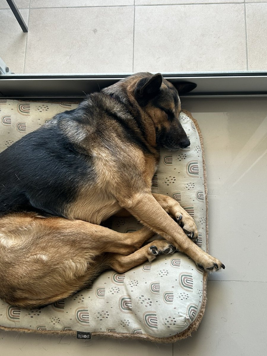 VickyMaartiinez's tweet photo. #nadiedicenada Dominga es una viejita que busca familia ❤️‍🩹 es la mejor y se porta MUY bien 🫶🏼 La familia que la iba  adoptar se borro 😭 https://t.co/iTv73t1928