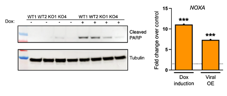 Paul Chammas tweet media