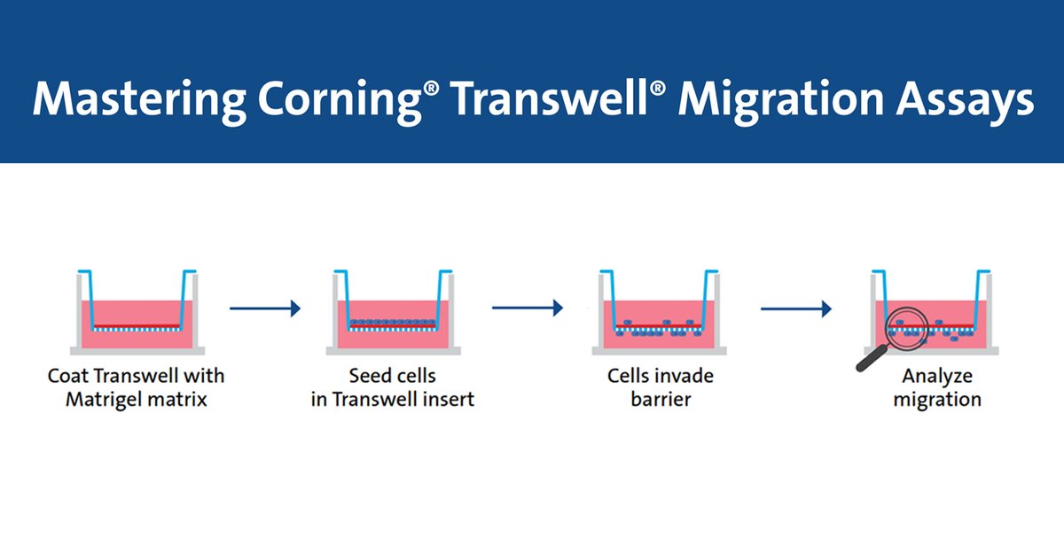 Use our new infographic, Mastering Corning® Transwell® Migration Assays, to easily review checklists, choose an analysis method, troubleshoot, and get expert tips for setting up.

Download now: ms.spr.ly/6019WQKRc