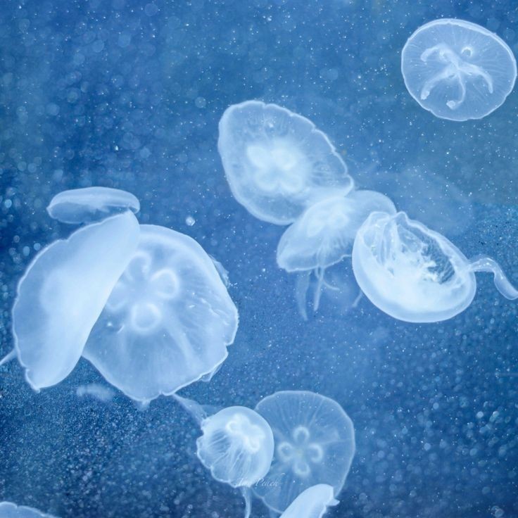 𖧷 (@irseene) on Twitter photo 