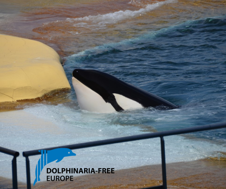 French Minister for Ecological Transition and Energy, Agnès Pannier-Runacher opposes the move of remaining orcas at Marineland, Antibes, (Wikie and Keijo her son), to a facility in western Japan due to the country’s lack of animal welfare regulations.

dfe.ngo/minister-oppos…