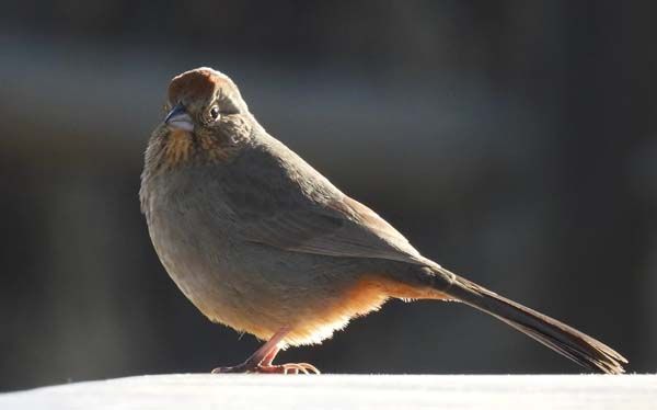 Bird of Week - Canyon Towhee. Large, stocky, long-tailed sparrow. Uniform matte brown body, with buffy throat &amp; orange undertail coverts. Reddish-brown crown &amp; messy dark streaks on upper breast (usually with a dark central spot). Often nest twice a year. Photo © Cory Shaw