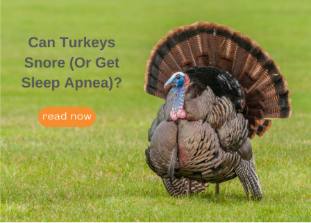 Good Morning Snore Solution tweet media