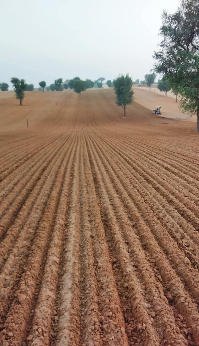 किसान का टैलेंट रेतीले टीलों में 900फिट लम्बाई सिधी  बिजाई गेहूं की बीज 40kg