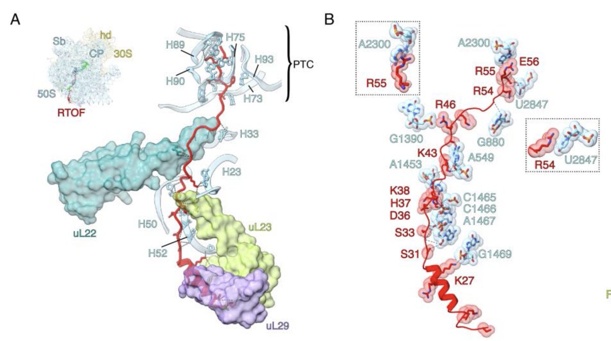 Actinobacteria appear to possess a species-specific ribosome hibernation factor, found in Mycobacteria, that binds to the nascent tunnel of dormant ribosomes. More in this exciting study by Ojha and Agrawal lab: biorxiv.org/content/10.110…