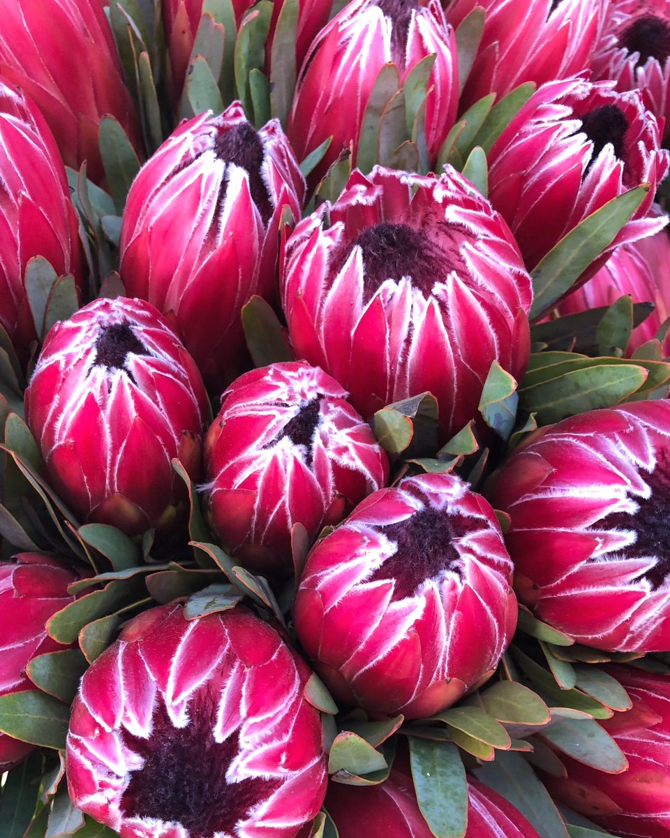 DianaR_Resendiz's tweet image. Red has never felt so right 🍃 🍒🌷🍒🌷🌿 #inspiredbycolor #protea #liebencherry #embravingtheseasons #cagrown