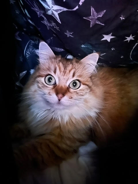 DrEframSS's tweet image. Viktoria looks almost like a magical creature hiding under this wizard-themed duvet