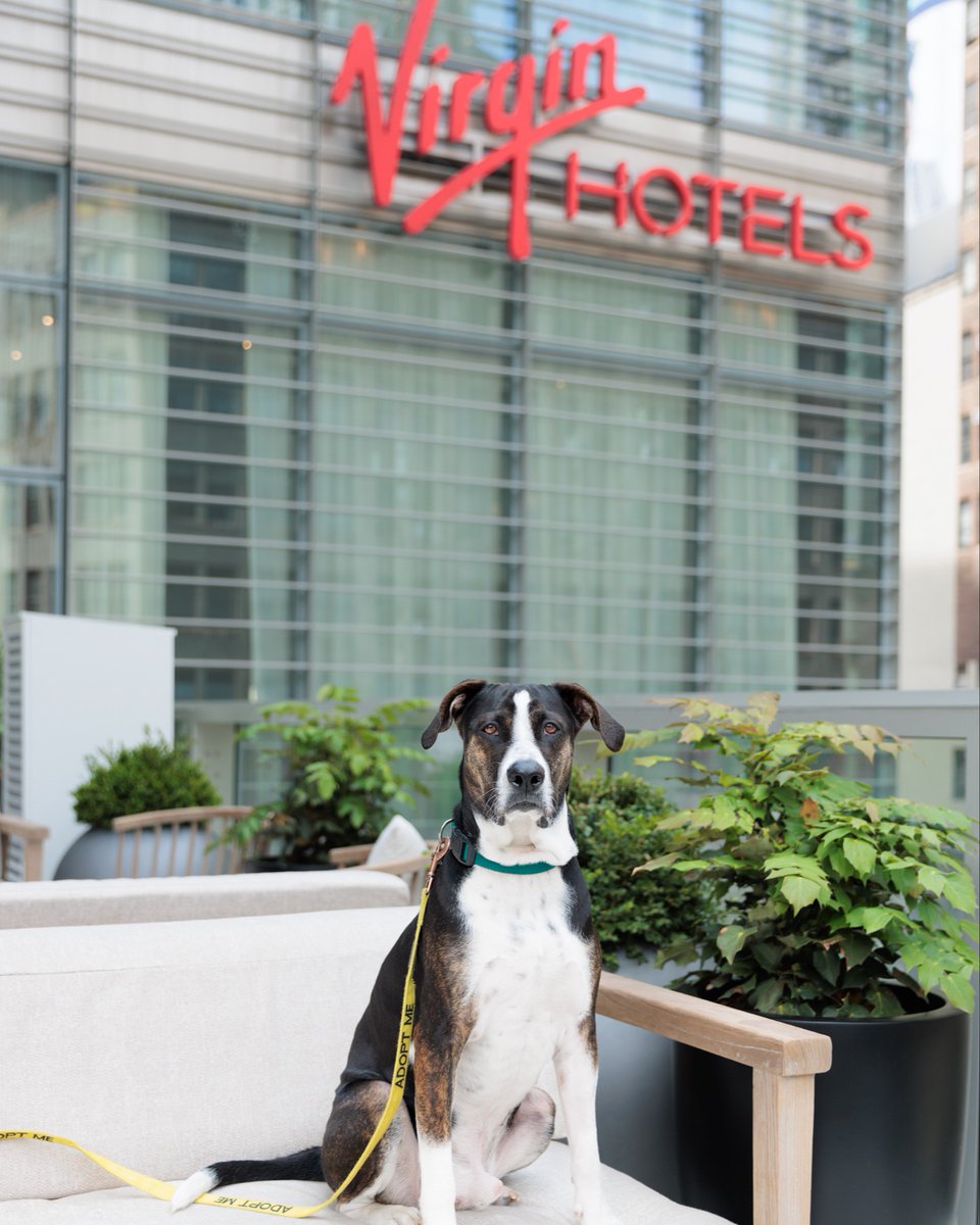 It’s a dog’s world, and we’re just living in it. 🐾 

At our pet-friendly #VirginHotelsNYC, your furry friends are always VIPs🐶