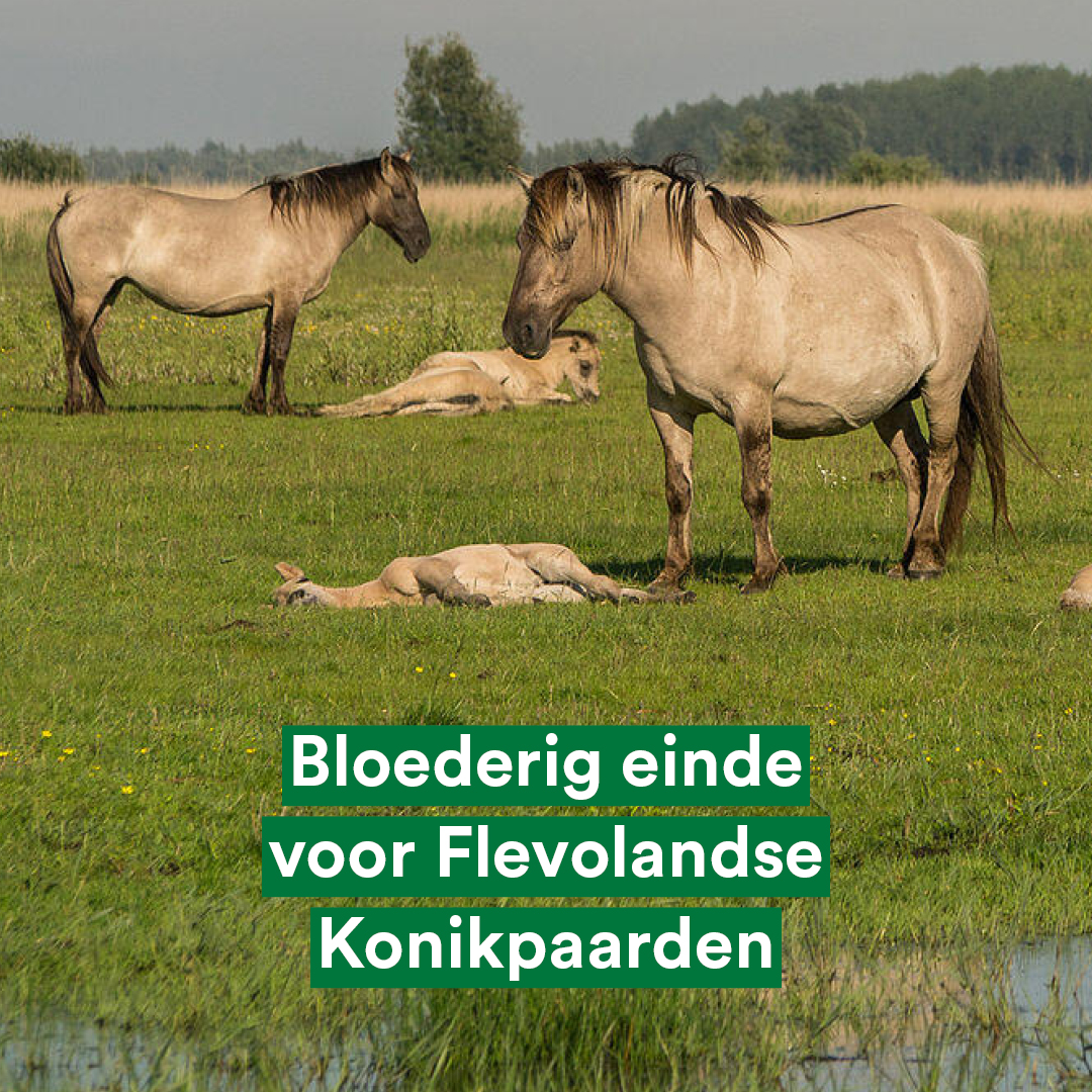 Partij voor de Dieren Flevoland tweet media