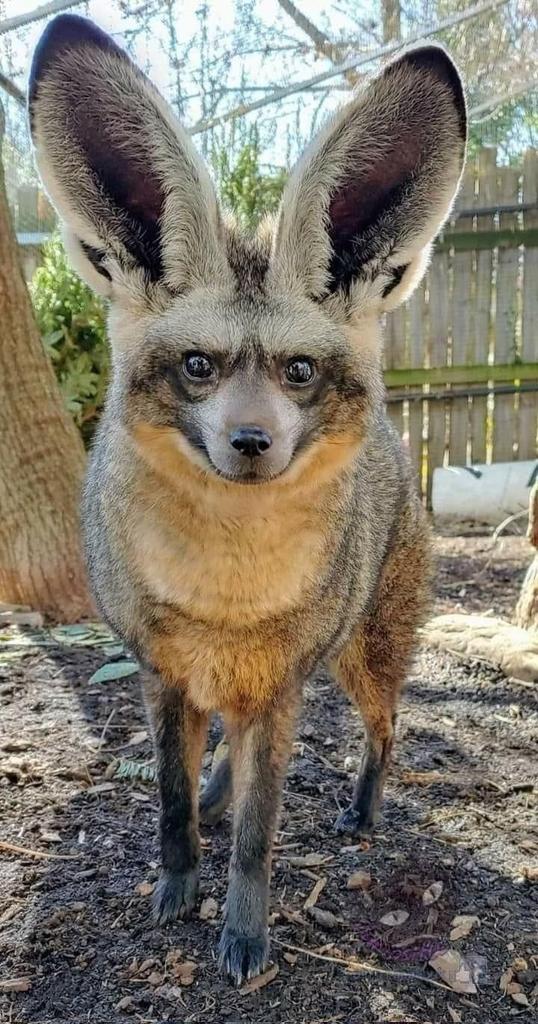 Untamedpath's tweet photo. "I'm all ears!"
#batearfefox #fox #cuteanimals #wildlife #animalphotography #nature #wildlifephotography #earsfordays https://t.co/REgWCdYaTE