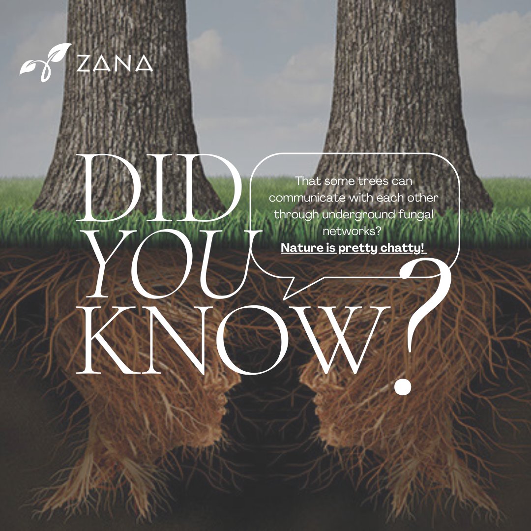 Turns out trees have underground group chats!
#NatureFacts #TreeTalk #EcoHumor #Zanalandscaping #Landscapedesign #Horticulture #Ethiopia