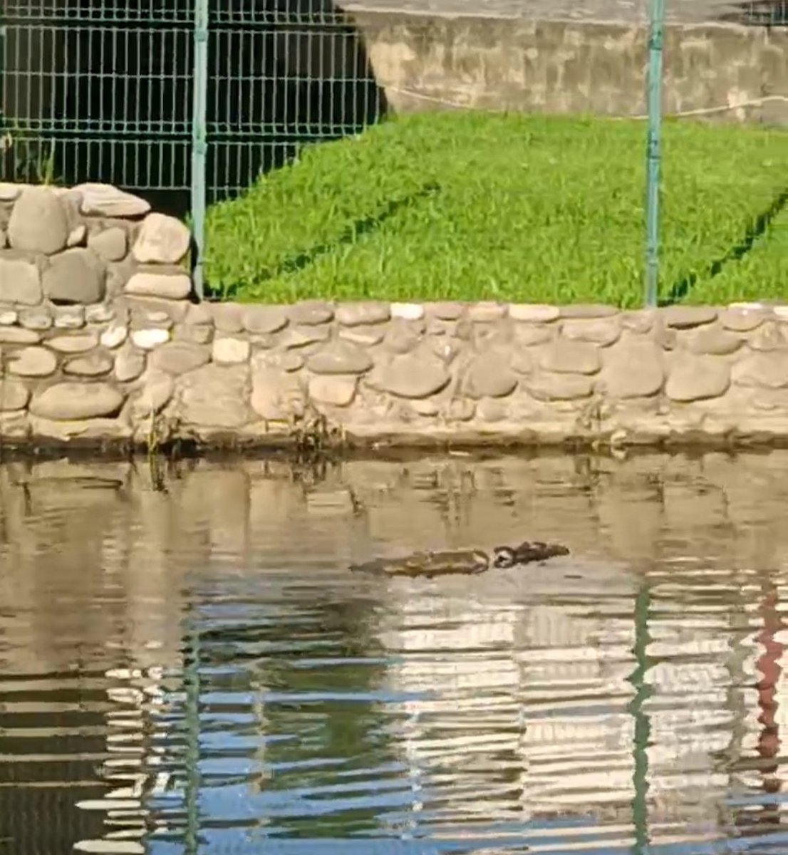 TrascendioCom's tweet photo. La mañana de este martes, dos cocodrilos se disputan lo que podría ser los restos de una persona, esto en el Vaso Cencali de la laguna de Las Ilusiones, en el lugar ya hay un fuerte operativo de las autoridades policiales de todos los niveles, información en proceso. https://t.co/M4i8f0XvQW