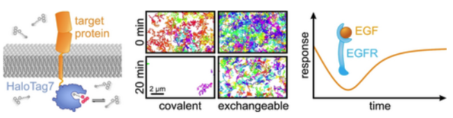 HeilemannLab (👉🏻 heilemannlab.bsky.social) tweet media