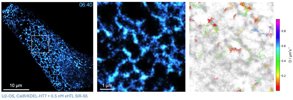 HeilemannLab (👉🏻 heilemannlab.bsky.social) tweet media