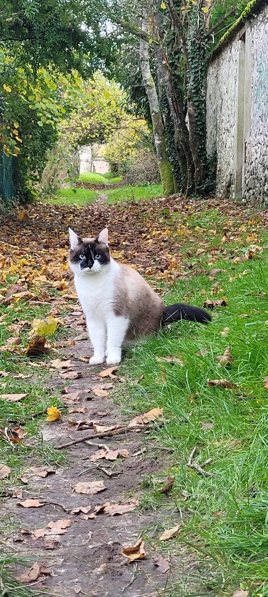Malo 👻✨Plume 🪶 Nata-chat 🩶 et Maurice 🐟 tweet media