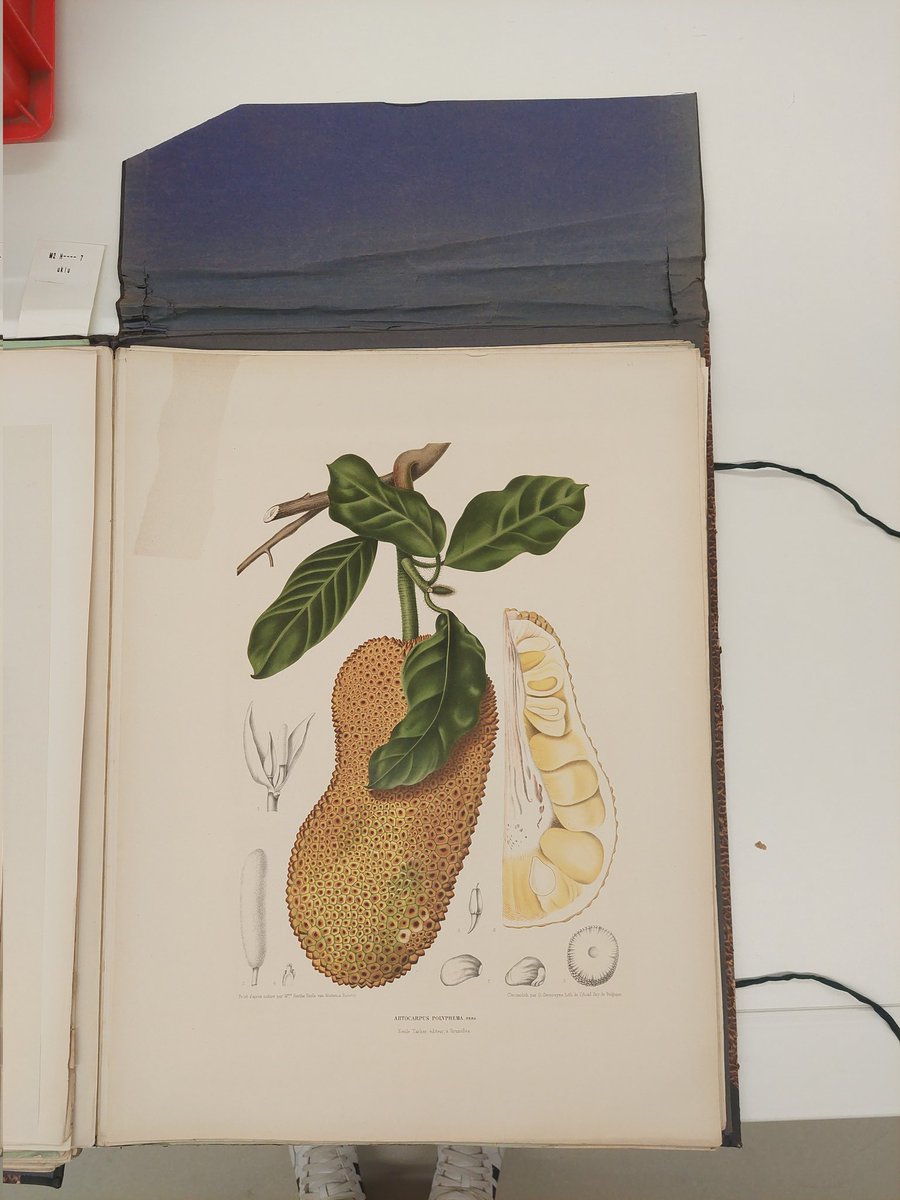Een aanvulling op het artikel in <a href="/nrc/">NRC</a> van 23/24 nov. stond, is "Fleurs, fruits et feuillages choisis de la flore et de la pomone de l'ile de Java, steendrukken van de bijzondere flora op Java, getekend door Berthe Hoola van Nooten  ook bij @bijzcollecties #Groningen aanwezig!
