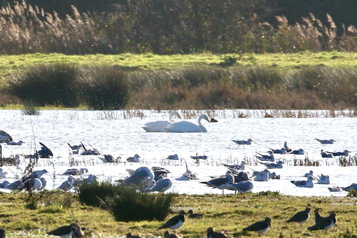 amjlip's tweet photo. A pair of Whooper Swans on Minnis Flash, RSPB Worth Marshes this am. First alerted by the evocative sound of subdued distant bugling, then chased off by a resident Mute returning later. A scarce passage migrant through &amp; rare winter visitor to @Sandwichbirdobs recording area. https://t.co/6rZeJDZ9qA