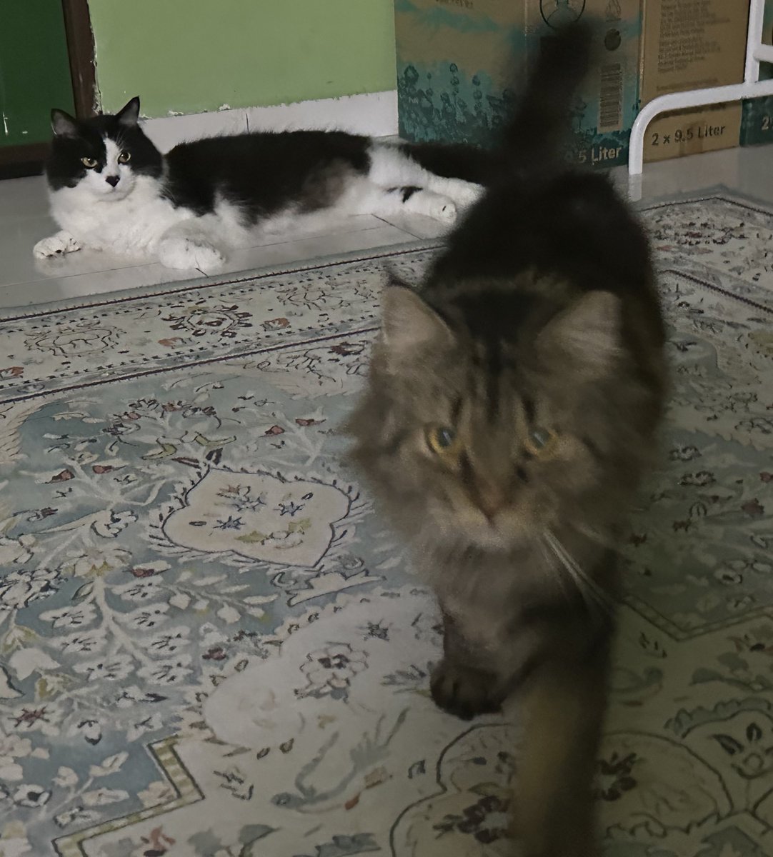 apankupan's tweet photo. Dua ekor badak.

Done shaming kucing. https://t.co/QOPLsLWdSU