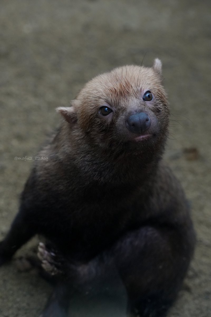 もふもふ＊82dog (@mofu2_82dog) / Posts / X