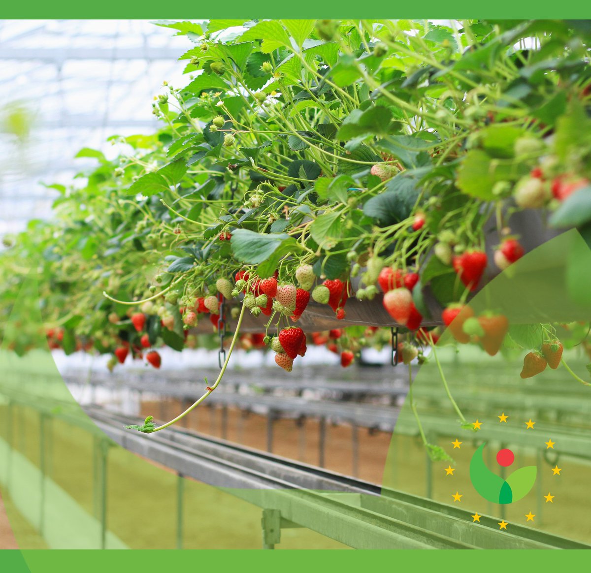 🍓 A closer look at the richness of European strawberries! A recently published study highlights the genetic diversity of European collections. 🇪🇺 At the CPVO, we ensure these varieties receive protection, securing their future for generations. 
cpvo.europa.eu/en/about-us/wh… #CPO #PVR