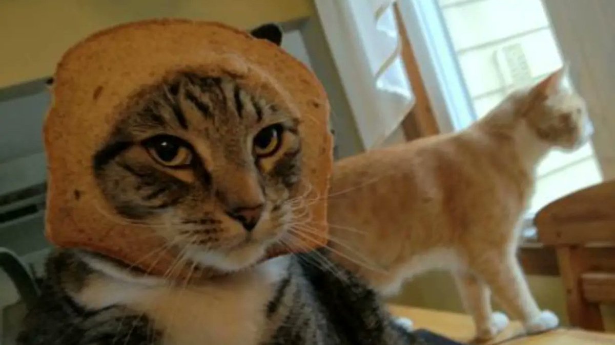 INBREDCATONSOL's tweet photo. when you’re the in-bread one, but still the sharpest loaf in the room 🍞🫵😼🍞
$INBRED https://t.co/vt7F1k5RqC