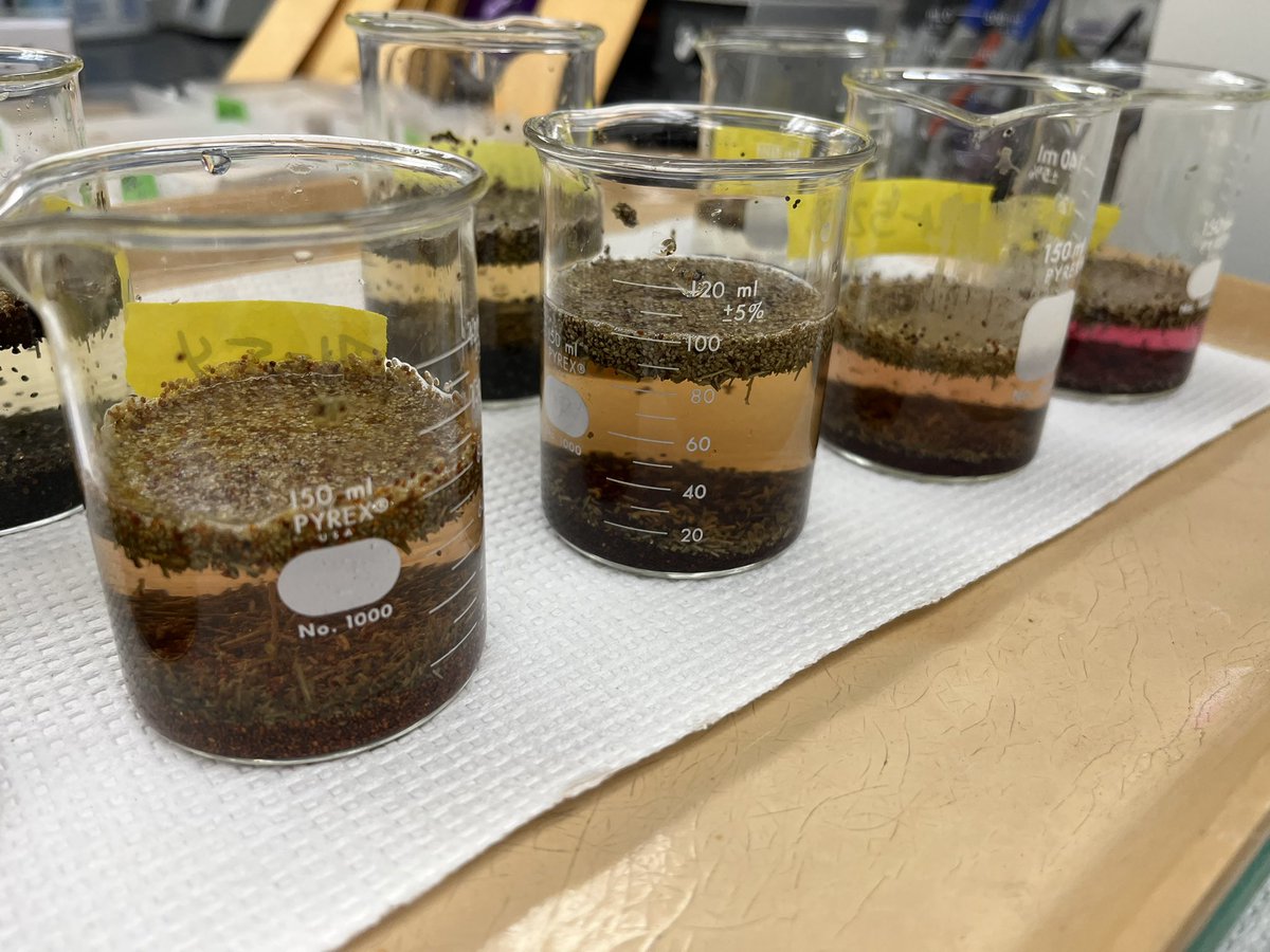 Erin Hill (@weedsciencenerd) on Twitter photo Spa day for these amaranth & lambsquarters seeds starts with a chemical peel followed by a 6hr PGR soak 🧖🏻♀️ 🥒 🍵 😌 Getting ready to germinate these seed lots for herbicide resistance screening <a href="/MSUDiagnostics/">MSU Plant & Pest Diagnostics</a> Spa day for these amaranth & lambsquarters seeds starts with a chemical peel followed by a 6hr PGR soak 🧖🏻♀️ 🥒 🍵 😌 Getting ready to germinate these seed lots for herbicide resistance screening <a href="/MSUDiagnostics/">MSU Plant & Pest Diagnostics</a>