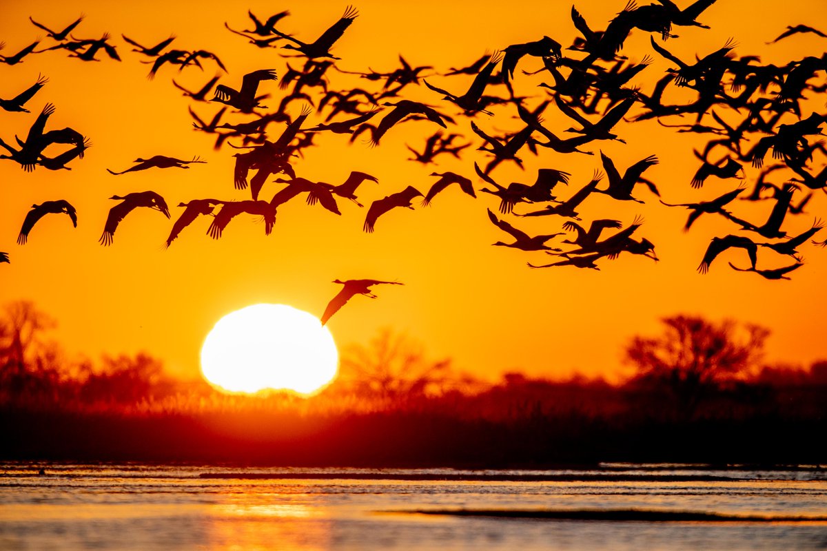 SeeGrandIsland's tweet photo. Crane Cabin Retreat offers guided sandhill crane viewing tours and a well-appointed cabin on the Platte River. If you're looking for a unique and more private experience, call Chad today to book a retreat.
https://t.co/SqMJtYPRfR
#Migration #SimplyGrand #sandhillcrane https://t.co/mpJoHPhs0b