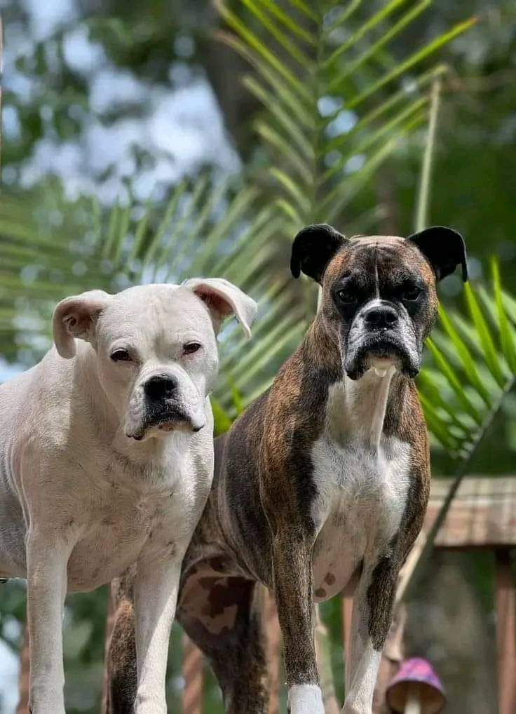 Real_boxerdog's tweet photo. Great photography! 🥰❤️ https://t.co/zS5RxbUOAX