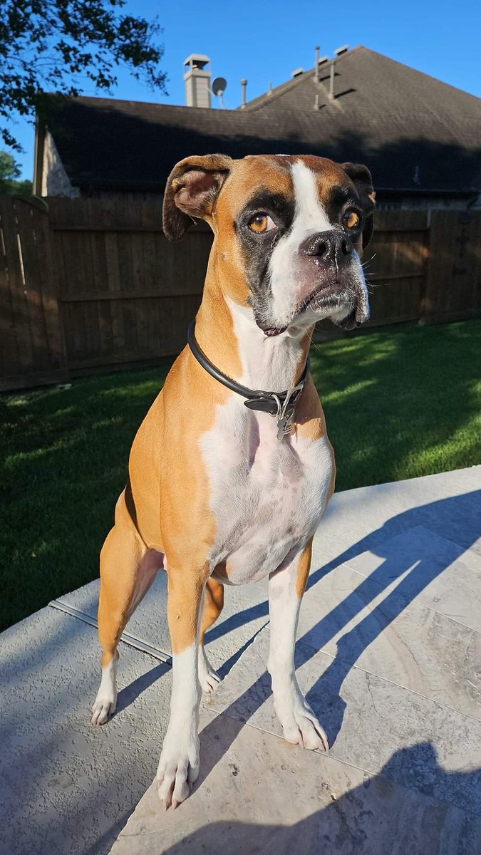 Real_boxerdog's tweet photo. Great photography! 🥰❤️ https://t.co/4Es9ztgUGT
