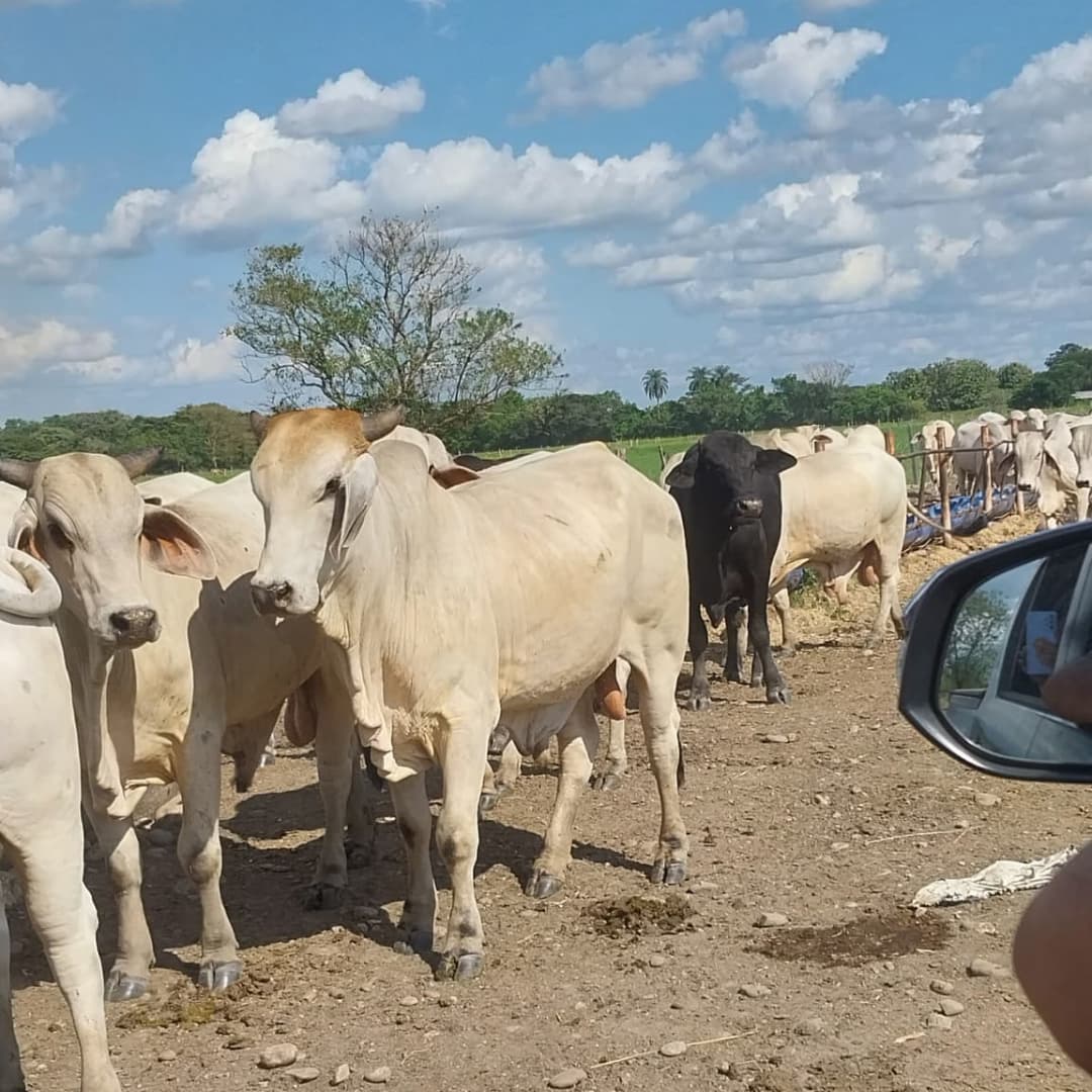 Producir carne con eficiencia en suelos extremadamente ácidos en una napa de explayamiento y pasto barrera en las cercanías del rio Santo Domingo en Barinas, es un reto interesante. Finca El Jobal
