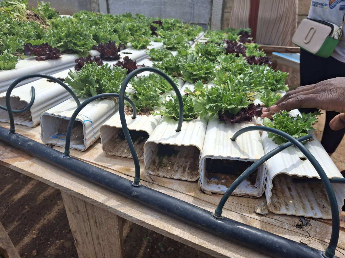 BVTOrg's tweet photo. Today, we visited @MyVitaGrow farms in Harare for a look-and-learn session on hydroponics, vertical farming, and greenhouses. Exciting, futuristic methods redefining agriculture with endless possibilities! 🌱✨ #SoilessFarming https://t.co/OyaIPz8ah9