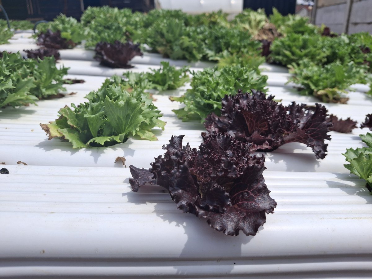 BVTOrg's tweet photo. Today, we visited @MyVitaGrow farms in Harare for a look-and-learn session on hydroponics, vertical farming, and greenhouses. Exciting, futuristic methods redefining agriculture with endless possibilities! 🌱✨ #SoilessFarming https://t.co/OyaIPz8ah9