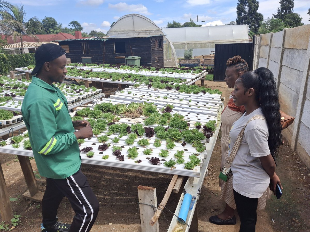 BVTOrg's tweet photo. Today, we visited @MyVitaGrow farms in Harare for a look-and-learn session on hydroponics, vertical farming, and greenhouses. Exciting, futuristic methods redefining agriculture with endless possibilities! 🌱✨ #SoilessFarming https://t.co/OyaIPz8ah9