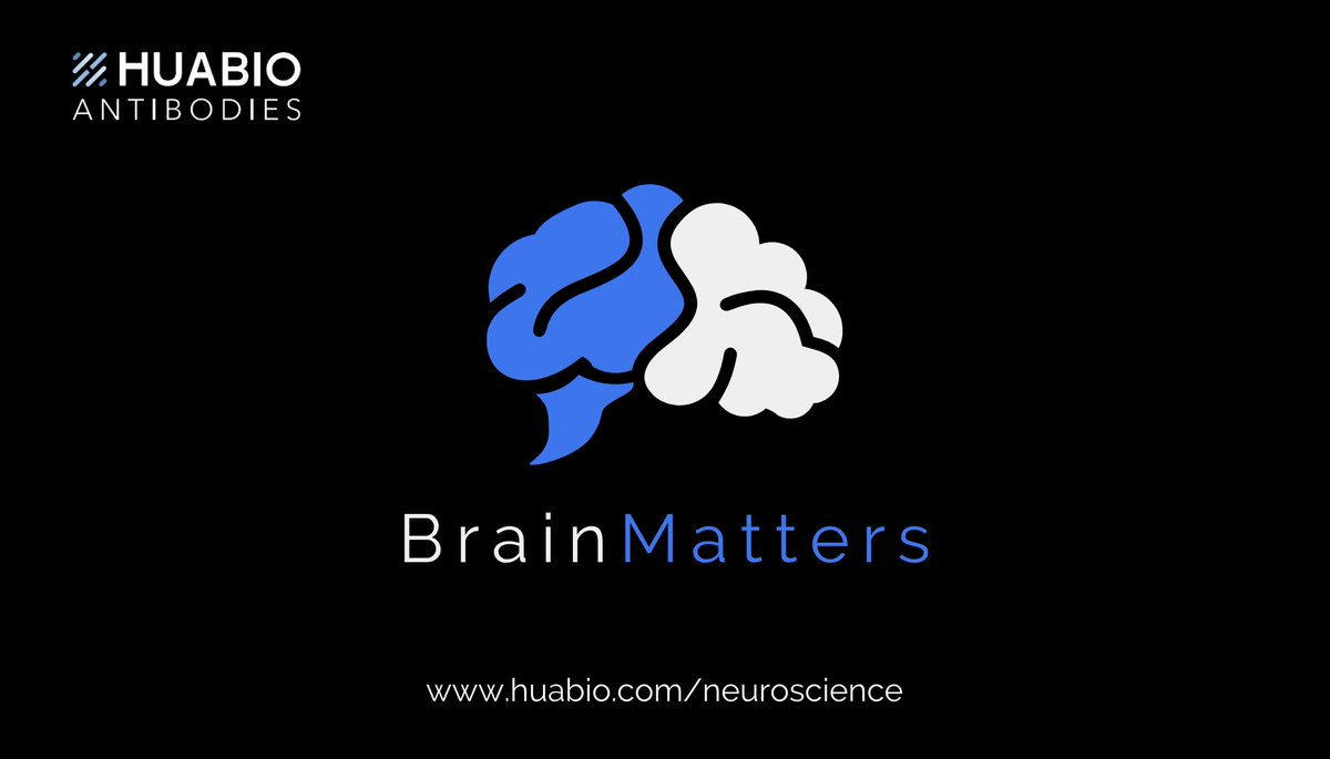 HuabioResearch's tweet image. Antibodies targeting key sensory proteins are helping researchers uncover new insights into vision, hearing, taste, and touch. These discoveries are paving the way for innovations in #neuroscience and beyond. View catalog here: hubs.li/Q02Zybn10

#sensorysystem #research
