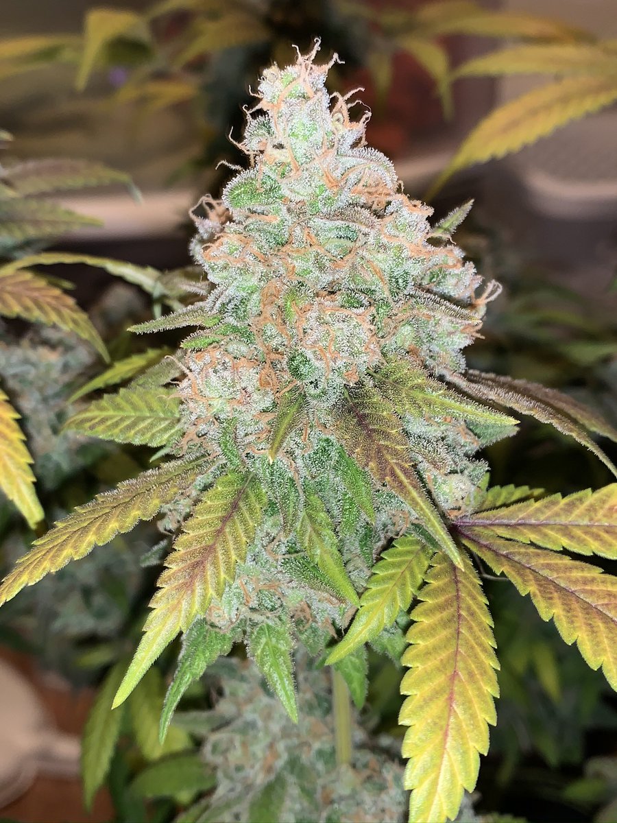 danklabz420's tweet photo. Black Domina x Scott’s Og 

Such a beauty to grow this one was 😋
Stanky fat buds that got ya stoned.threw down some massive frosty colas 🔥

#organic #cannabis #420 #dank #flower #growyourown #acinfinity #green #soil #earth #coco #living https://t.co/PogEgFv7io
