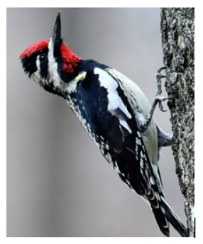 LegiSource's tweet image. OLLS’s Resident Birder Takes Flight as New Revisor    legisource.net/2024/11/21/oll…    #coleg #copolitics #legislature #politics