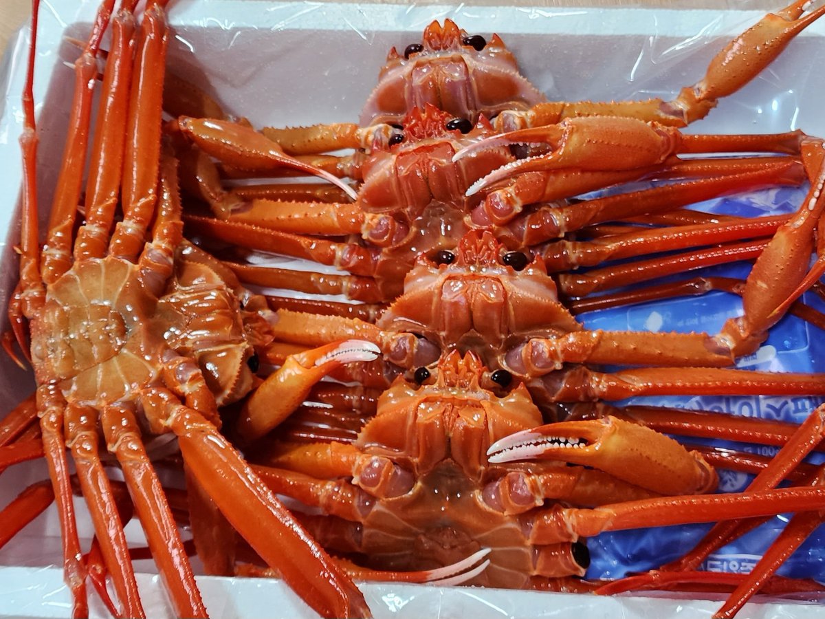 a3720795's tweet photo. 한번 맛 보시면 또 찾게되는 달달한 붉은대게 스타트 아주 작은건 없기에 가성비 넘나 좋고 싱싱하고 맛나는 붉은대게 구경하세유⬇️⬇️⬇️
https://t.co/JgQt8UC1O5 https://t.co/mYc35YjFv0