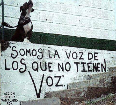 GRamirezF_D12's tweet photo. Mientras ellos no tengan voz,
YO SERÉ SU VOZ.!. 🐶🐾🐈‍⬛✨🕊️💞❤️ https://t.co/k35j2JWqb9