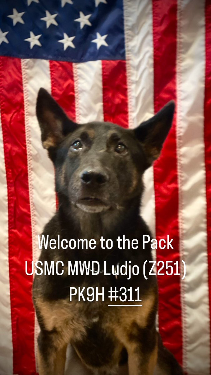 Project K9 Hero tweet media