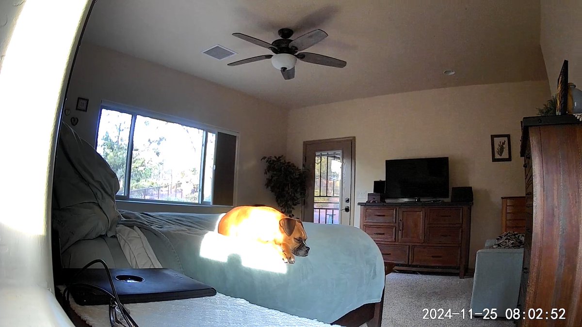 brianmc_arch's tweet photo. We went to the valley yesterday. Rubes trying to relax, but ihad my ipad sitting next to the bed, so the camera made it bobble, and she knows what the freakin bobble meansπ€¦π½ππ€£
#QueenRubyMae
Sun
Licking the goodies
Enjoying the moment
On guard
#BoxerLife https://t.co/WME2SI7RC4