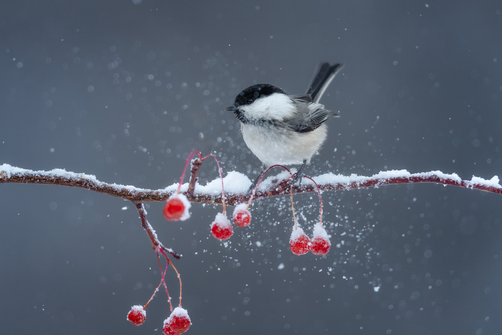 PDChinese's tweet photo. 【小動物也愛玩雪！撒歡打滾滿身“糖霜”】雪是冬天最美的“音符”，動物們也不畏嚴寒，活蹦亂跳地開啟了“玩雪模式”。 https://t.co/JonKPZo4Ra