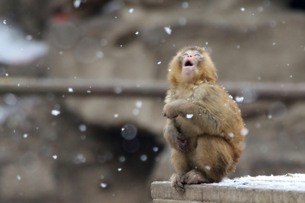 PDChinese's tweet photo. 【小動物也愛玩雪！撒歡打滾滿身“糖霜”】雪是冬天最美的“音符”，動物們也不畏嚴寒，活蹦亂跳地開啟了“玩雪模式”。 https://t.co/JonKPZo4Ra