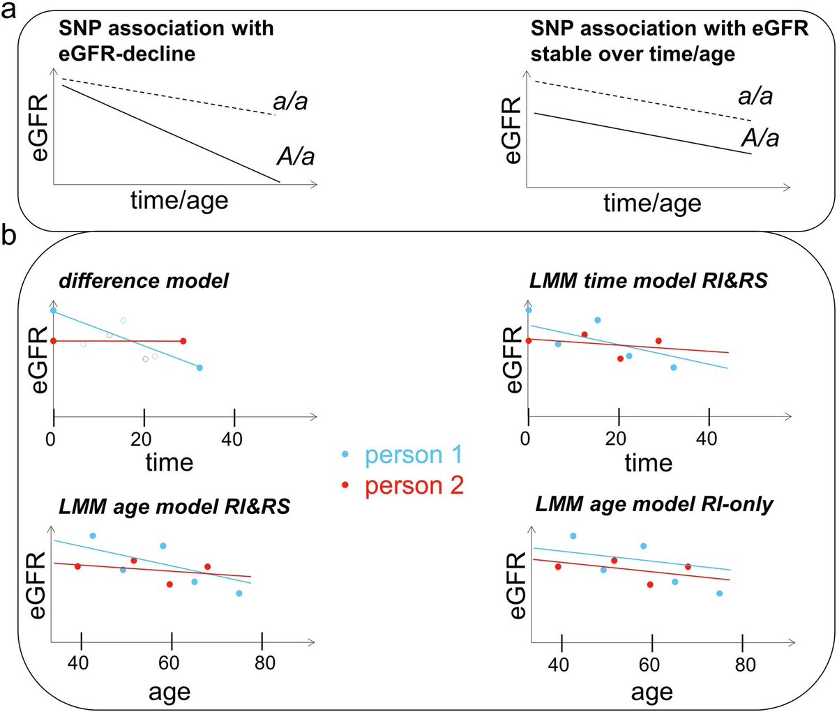 GWAS is typically run for cross-sectional traits and not longitudinal trait trajectories📈🧬

👉New paper describes an application of linear mixed models for longGWAS of eGFR decline
👉Modeling function of age with random slopes &amp; intercepts was statistically advantageous

link👇