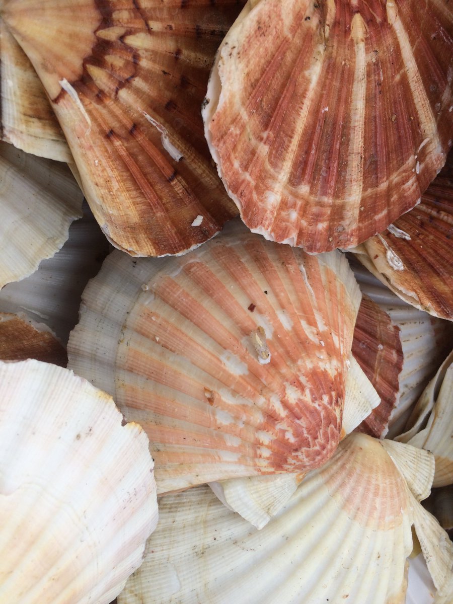 Southern IFCA (@southernifca) on Twitter photo Consultation - <a href="/The_MMO/">Marine Management Organisation</a> are consulting on a potential closure to the King scallop dredge fishery, seeking views on options around closing English waters in ICES area 7d and the Lyme Bay area of 7e in summer of 2025.
gov.uk/government/new…. Consultation - <a href="/The_MMO/">Marine Management Organisation</a> are consulting on a potential closure to the King scallop dredge fishery, seeking views on options around closing English waters in ICES area 7d and the Lyme Bay area of 7e in summer of 2025.
gov.uk/government/new….