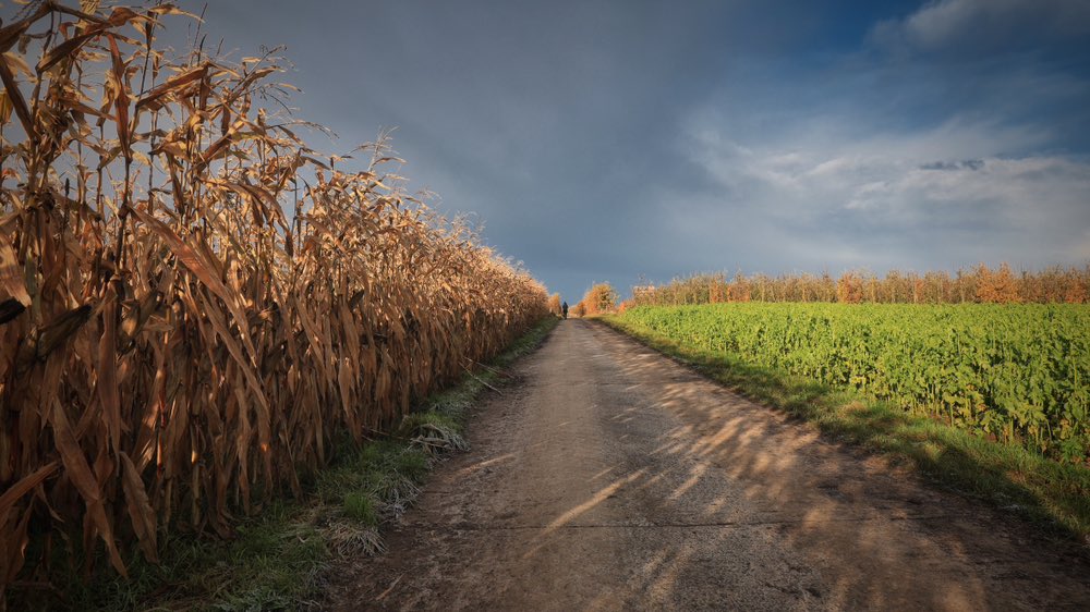 RyckmansNoel's tweet photo. #canon #eos_r8 #iso160 #field #food #sky https://t.co/tmIu7SF60f