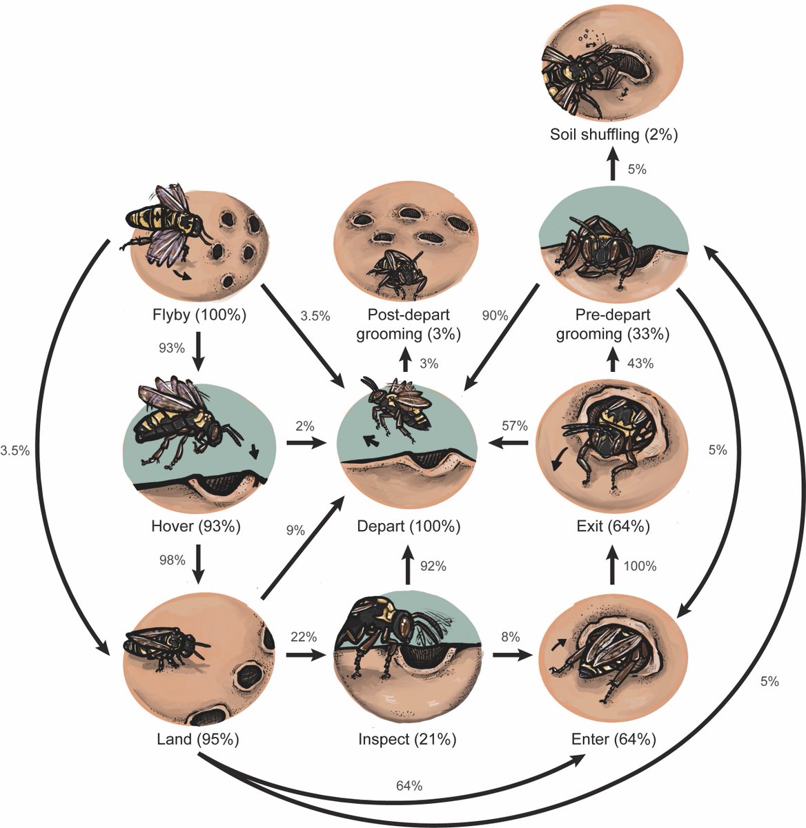 Margarita Lopez-Uribe (@mmlopezu) on Twitter photo New study led by @Stephanidae_ shows that interactions between squash bees and their cleptoparasites are characterized by tolerance and avoidance behaviors. The cleptos time their nest visits to avoid encounters with the host 🐝 Drawing by <a href="/NinaAriSokolov/">Nina Sokolov</a>
link.springer.com/article/10.100… New study led by @Stephanidae_ shows that interactions between squash bees and their cleptoparasites are characterized by tolerance and avoidance behaviors. The cleptos time their nest visits to avoid encounters with the host 🐝 Drawing by <a href="/NinaAriSokolov/">Nina Sokolov</a>
link.springer.com/article/10.100…